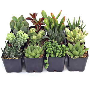 Suculentas de interior para escritorio con poca luz y plantas de follaje escultural en macetas de 2 pulgadas para el hogar - Product Image 2
