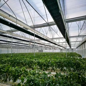 Serre à privation de lumière multi-travées avec système d'obscurcissement complet, structure en acier galvanisé pour la culture de champignons - Product Image 6