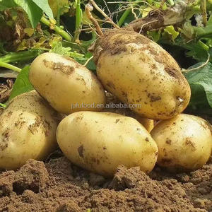 Batatas Dulces Amarillas Frescas 2025 - Marca JUFU FOOD 150g 8cm de Largo Cosecha Reciente Almacenamiento Refrigerado Shandong China - Product Image 4