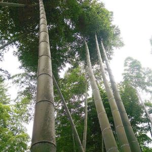 Bastones de <span class=keywords><strong>bambú</strong></span> naturales, gran materia natural, verde, venta al por mayor - Product Image 5