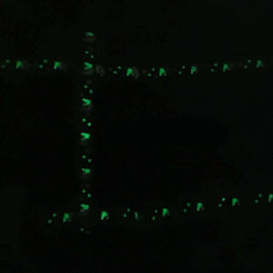 चमकदार पालतू हार्नेस सेट स्टार मून प्रिंट आउटडोर चलने वाले सामान पिल्ला कॉलर कुत्ते बिल्ली के साथ हार्नेस - Product Image 4