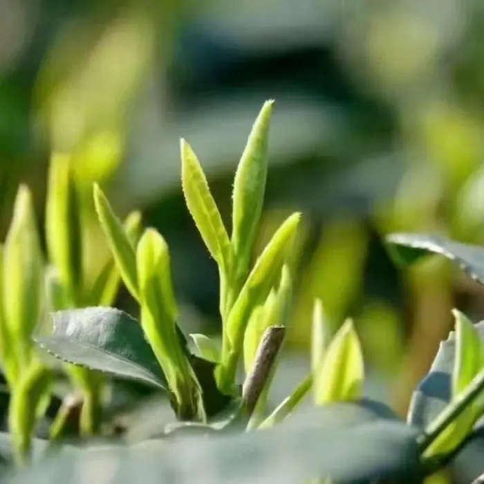 Modèles explosifs 2024 bourgeons de thé vert feuilles de thé en vrac, feuilles de thé vert biologiques et saines de qualité supérieure