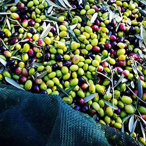 <span class=keywords><strong>Rete</strong></span> per Raccolta Olive 100% HDPE Vergine per Agricoltura - Product Image 2