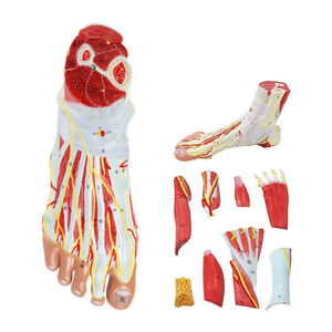 แบบจำลองข้อเท้าและเท้าทางการแพทย์พร้อม<span class=keywords><strong>กล้าม</strong></span><span class=keywords><strong>เนื้อ</strong></span> แบบจำลอง<span class=keywords><strong>กล้าม</strong></span><span class=keywords><strong>เนื้อ</strong></span>เท้าทางวิทยาศาสตร์ 9 ส่วน ขนาดเท่าของจริง แบบจำลองกายวิภาคศาสตร์มนุษย์ - Product Image 2