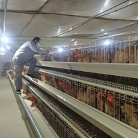 Cage à poules à 4 niveaux de 128 places, équipement d'élevage avicole de haute qualité