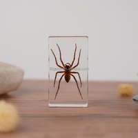 Presse-papiers en résine artisanale avec spécimens d'insectes, scorpions et autres animaux, présentoirs scientifiques faits à la main en résine transparente, taxidermie d'insectes
