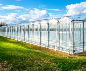 Multi-span Venlo Glass <b>Greenhouse</b> Hydroponic Cultivation <b>Greenhouse</b> Skyplant For Commercial Vegetable Flower Growing - Product Image 1