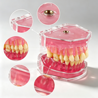 Modelo Dental SCIEDU con Dientes Extraíbles, Encías Suaves, Modelo de Boca Completa con Dientes Extractables para Prácticas de Odontología, Venta al Por Mayor OEM