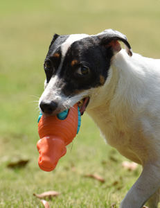 Nueva llegada al por mayor mascota perro TPR cocodrilo sonido masticar dientes limpieza masticar Juguetes Para cachorro - Product Image 3