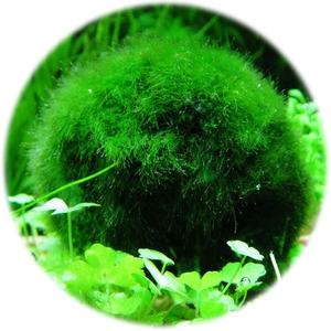 할랄 공장 가격 도매 프리미엄 유기농 클로렐라 추출물 분말-CGF 및 엽록소 함유, 비건 및 비 GMO - Product Image 2