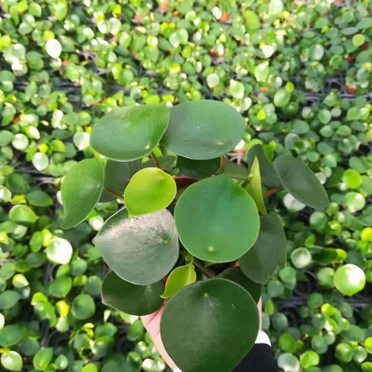 Культура ткани рассада перец лист