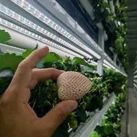 Système de culture hydroponique automatisé Seedafarm pour fourrage en conteneur, avec contrôle environnemental intelligent, modèle de production annuelle en usine de plantes