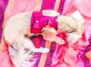Stylish Handmade Genuine <b>Leather</b> <b>Dog</b> <b>Harness</b> Cute Small <b>Dogs</b>| High End Quality Gifts <b>for</b> Puppy Boys and Girls Pets - Pink - Product Image 6
