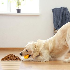 OEM/ODM Wholesale Waterproof Travel Bowls for <b>Cats</b> Outdoor Portable Custom Logo Colorful Silicone Foldable Pet Dog Bowls - Product Image 5