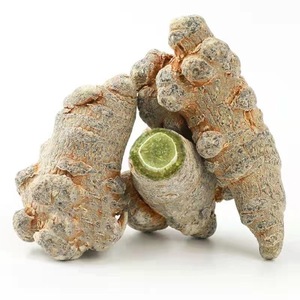 Bột Sanqi thảo dược tự nhiên nguyên chất, chất lượng cao, rễ Panax <span class=keywords><strong>Notoginseng</strong></span> khô - Product Image 5