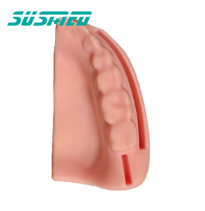 Modello di ausili didattici in Silicone modello dentale per studenti di medicina modello dentale - Product Image 3