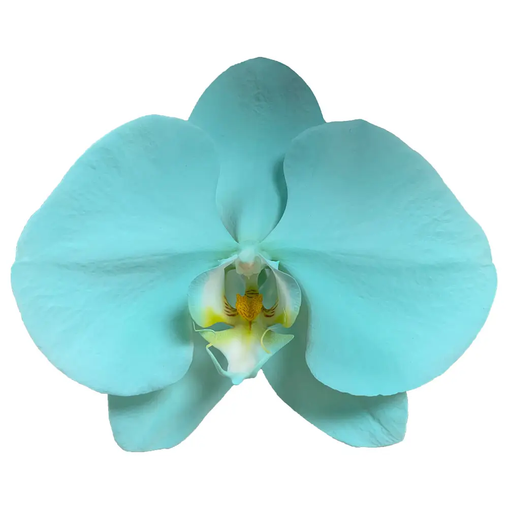 สเปรย์ Turquoise Orchid Butterfly Orchid Bouquet งานแต่งงานตกแต่งดอกไม้สดตัด