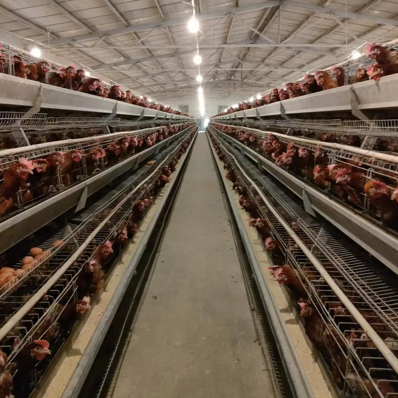 En satış yumurta katmanı tarım ekipmanları H tipi tam otomatik pil tavuk kümes hayvanları kafes