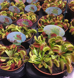 3D Shades Sunscreen Venus Flytrap Dionaea muscipula lenticular <span class=keywords><strong>planta</strong></span> de jardín etiqueta - Product Image 3