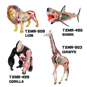 Modelo Educativo de Estructura Ósea Animal Realista Personalizado, Modelo de Anatomía de Órganos Animales, Equipo de Enseñanza de Ciencias Médicas - Product Image 4