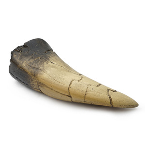 Figura Coleccionable <span class=keywords><strong>de</strong></span> Resina Realista Pintada a Mano, <span class=keywords><strong>Tigre</strong></span> con Dientes <span class=keywords><strong>de</strong></span> <span class=keywords><strong>Sable</strong></span> Retro Ecológico para SKE36 - Product Image 4