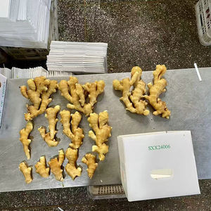 Radice di Zenzero Fresco Biologico Certificato |   Senza pesticidi |   Qualità Premium |   Cibo Pronto da Mangiare |   Prezzi all'Ingrosso di Fabbrica - Product Image 4