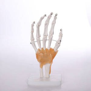Modelo anatómico de articulación de mano de tamaño real de PVC, modelo de esqueleto de plástico de ligamento para uso escolar de Ciencias Médicas, 2017 - Product Image 3