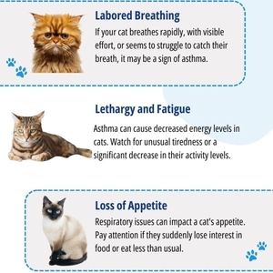 <span class=keywords><strong>Feline</strong></span> <span class=keywords><strong>fiv</strong></span> AB/felv Ag/ Giardia kháng nguyên Combo nhanh chóng Kit kiểm tra cho thú y sử dụng - Product Image 5