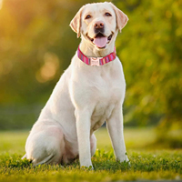 Collier pour chien avec boucle en métal rose doré, logo personnalisé, rubans en tissu bohème, laisse pour animaux de compagnie en nylon et polyester durable pour chiens et chats