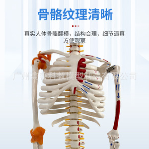 Modelo de Esqueleto Humano Completo de 85 cm con Estructura Musculoesquelética y Ligamentos, Columna Vertebral Desmontable, Cráneo Blanco para Yoga - Product Image 5