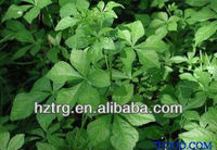 Extrait de Ginseng Sibérien (Acanthopanax Senticosus) en Poudre, Base Naturelle en Gros pour Compléments Anti-Stress