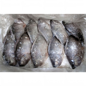 <span class=keywords><strong>ปลา</strong></span>ทิลาเปียแช่แข็งขายส่ง <span class=keywords><strong>ปลา</strong></span>ทิลาเปียดำ 400 600 ตัว <span class=keywords><strong>ปลา</strong></span>ทิลาเปียทั้งตัว ขอดถอดไส้และขอดเกล็ดแล้ว - Product Image 2