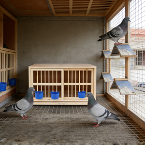Gabbia per Allevamento Piccioni Pieghevole in Legno di Pino di Alta Qualità, Ecologica e Traspirante, Casetta per Uccelli da Esterno Facile da Montare - Product Image 3