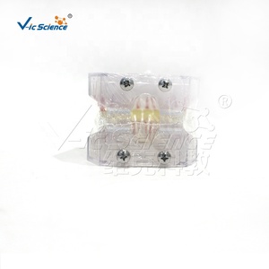 Modèle dentaire standard blanc complet avec arrangement et occlusion dentaires réalistes - Product Image 3
