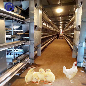 <span class=keywords><strong>Jaula</strong></span> <span class=keywords><strong>para</strong></span> Cría de Gallinas Poedeñas Galvanizada por Inmersión en Caliente <span class=keywords><strong>para</strong></span> Granjas de 10000 Gallinas Poedeñas con Precio de Fábrica y Fácil Control - Product Image 1