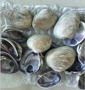 เปลือกหงส์สีม่วงสำหรับตกแต่งงานฝีมือ - Product Image 3