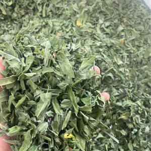 Hoja de Luobuma Seca Sin Azufre, Hierba y Especia Cruda para Polvo Botánico Finamente Molido, Apocynum Venetum - Product Image 6
