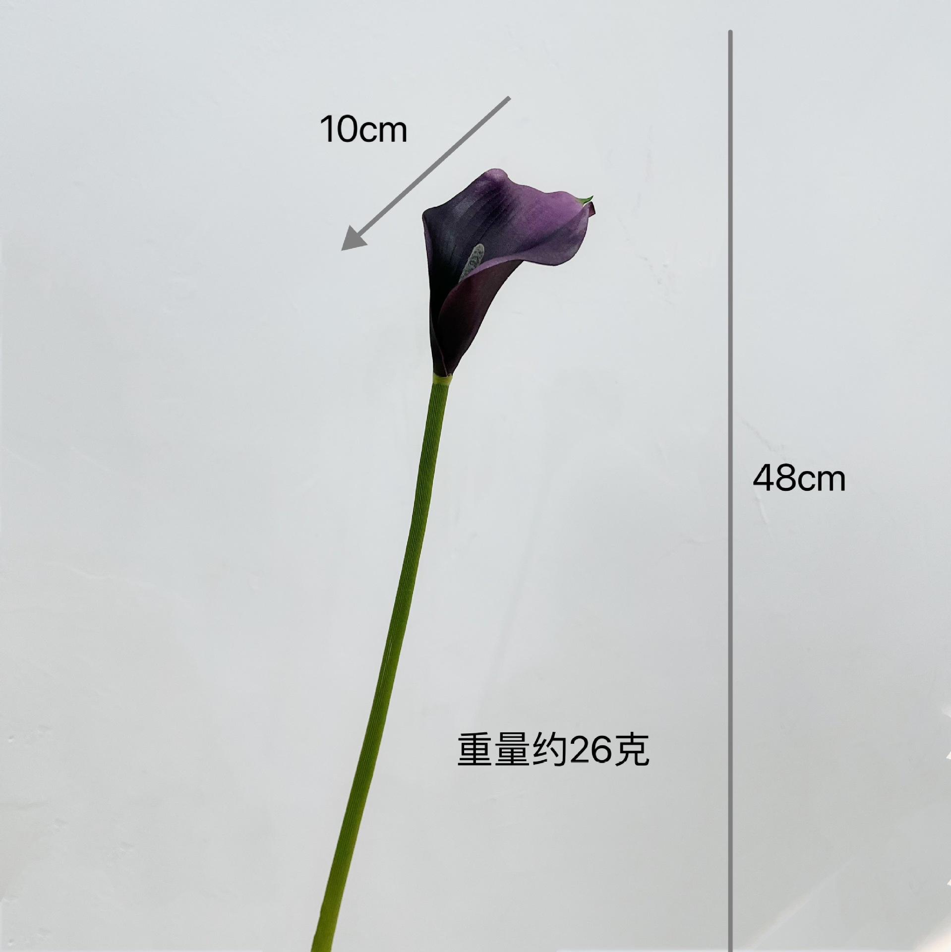 Calla petit [violet]]