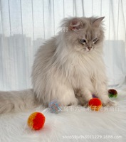 Lot de 6 balles de jeu pour chat en peluche écologiques, douces et interactives pour chats d'intérieur
