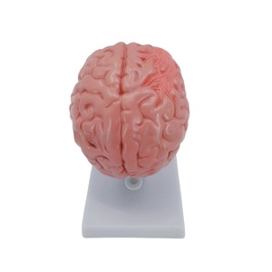 Modelos anatómicos cerebrales patológicos Hemorragia cerebral, tumores y modelo de enfermedad cerebral por accidente cerebrovascular - Product Image 6