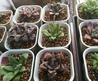 Pot de fleurs moderne en plastique octogonal blanc et noir, plateau de jardin rond polygonal carré, petits pots de pépinière pour plantes succulentes