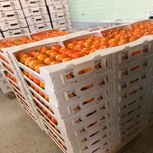 Cajas de Almacenamiento de Plástico Resistentes, Reciclables, Ecológicas e Impermeables para Empacar y Cortar Okra y Espárragos - Product Image 5