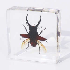 Echt Dier Kristal Blok Echt Insect Hert Kever Hars Specimen Collectie Voor Kinderen - Product Image 3