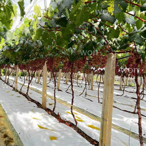 Alfombra DE CONTROL DE geotextil de barrera de malezas tejida blanca WON Tela en cubierta de suelo agrícola de invernadero de jardín - Product Image 3