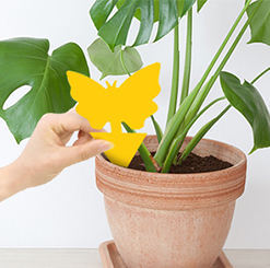 Searea Sticky Fruit Fly Traps und Fungus Gnat Trap <span class=keywords><strong>Killer</strong></span> für drinnen und draußen, schützen die Pflanze, ungiftig und geruchlos - Product Image 6