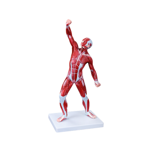 शिक्षण चिकित्सा शिक्षण के लिए पूरे शरीर की मांसपेशी शरीर की शारीरिक संरचना मॉडल पुरुष (1 भाग) शारीरिक रचना मॉडल पुरुष (1 भाग) - Product Image 1