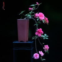 Maceta Cuadrada Transpirable de Resina Ecológica Tipo Bambú para Orquídeas, con Autorriego, Duradera, con Orificios de Drenaje, Estilo Rústico