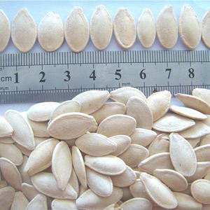 Proveedor de China, semillas de calabaza <span class=keywords><strong>blancas</strong></span> como la nieve sin cáscara secas sin cáscara, semillas de calabaza con piel brillante - Product Image 4