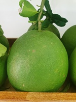 TOPVERKOPENDE Nieuwe Oogst 2025 Vietnamese Rode Vlees Groene Schil Biologische Premium Pomelo Grapefruit Gezond Hoogwaardig Voedzaam Vers