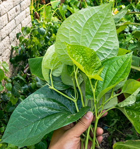 Teh Daun Sirih Kering 100% Murni Alami untuk Minuman
